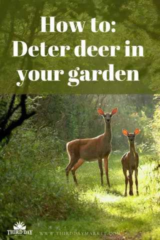 Как Deter Deer с ирландским весенним мылом
