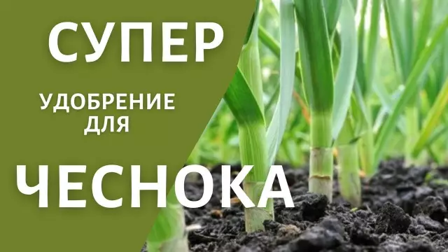 Как заставить лишайника вырасти на скалах