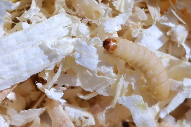 Как получить Maggots из ковра