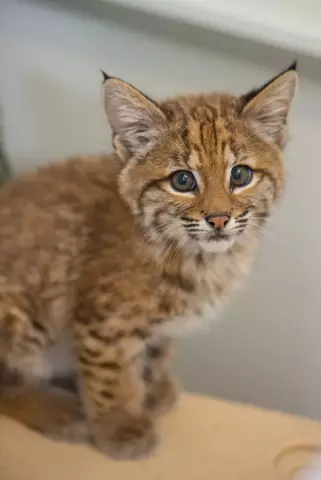 Как избавиться от Bobcat или Cougar