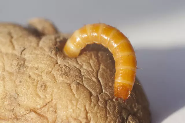 Как избавиться от червей Grub в овощном саду