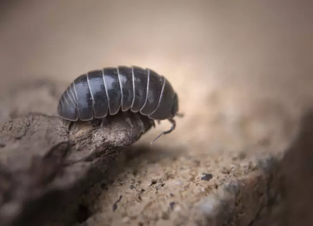 Как избавиться от Rolly-Pollies