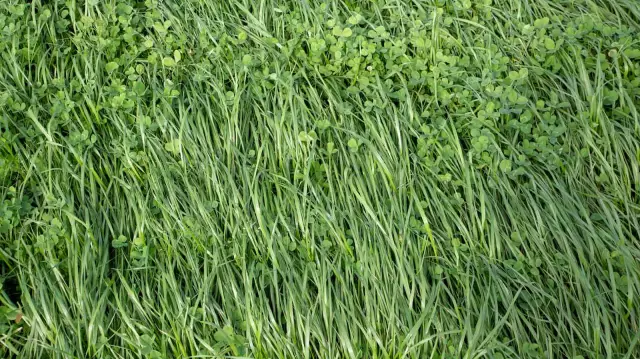 Как избавиться от Ryegrass