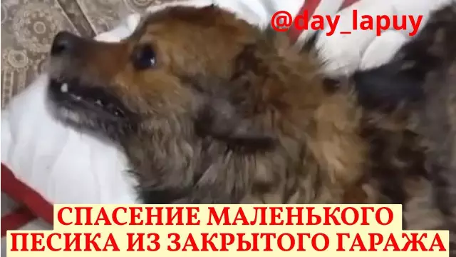 Как избавиться от маленького животного в моем гараже