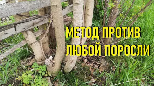Как избавиться от корней деревьев во дворе