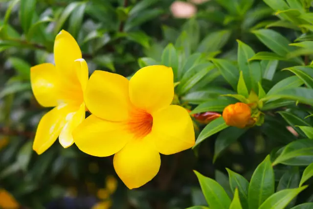 Как вырастить Allamanda