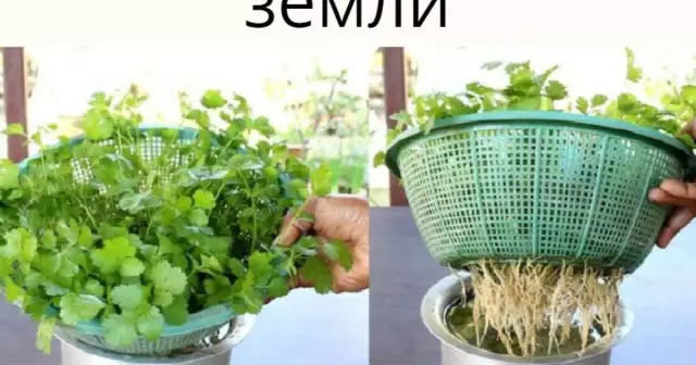 Как вырастить кинзу из корневого стебля
