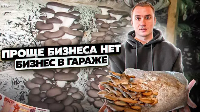 Как выращивать грибы как бизнес
