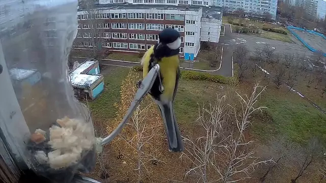 Как удержать птиц от вашего балкона