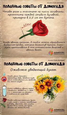Как сохранить срезанные ирисы свежие