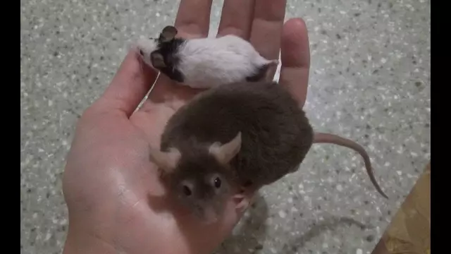 Как держать мышей из сарая