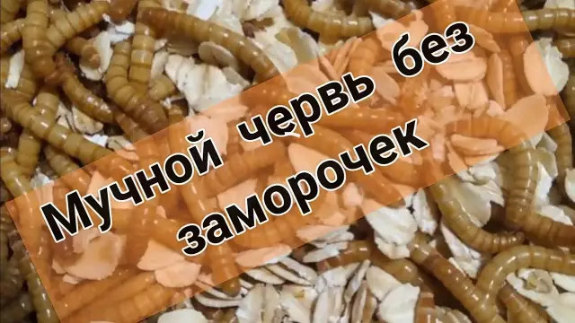 Как убить мучных червей