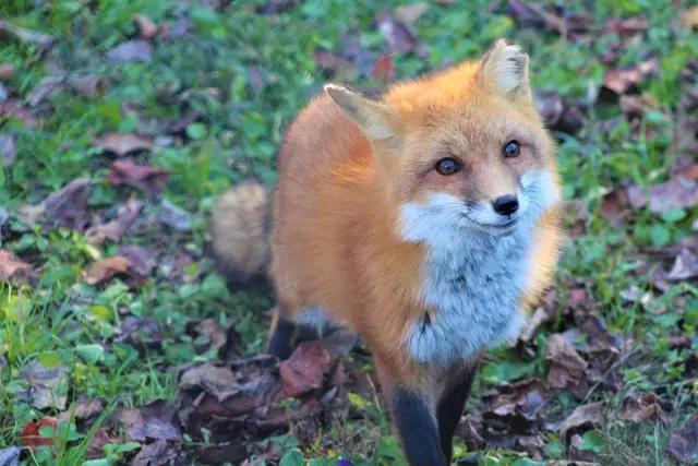 Как найти Fox Fox