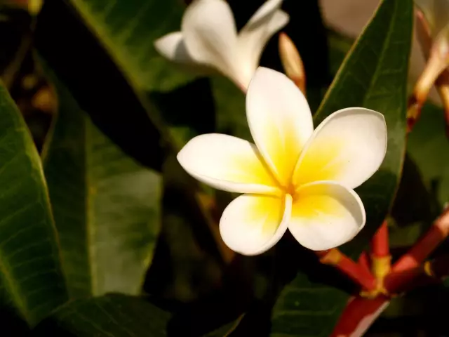 Как сделать цветок растения Plumeria