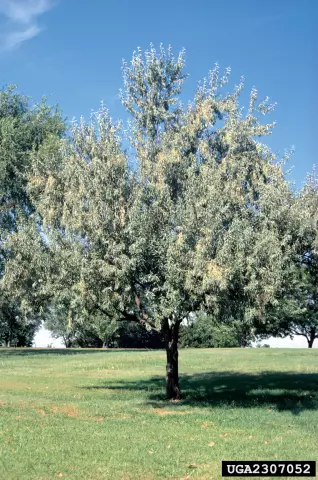 Как посадить Elaeagnus
