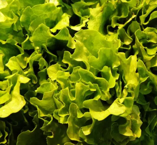 Как сохранить свежий разрез English Ivy