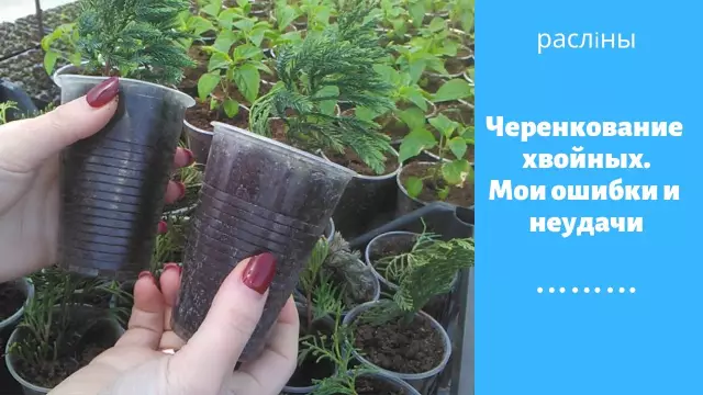 Как предотвратить ошибки от употребления растений Hosta