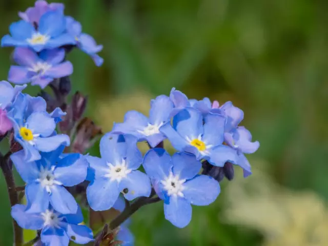 Как обрезать Forget-Me-Nots
