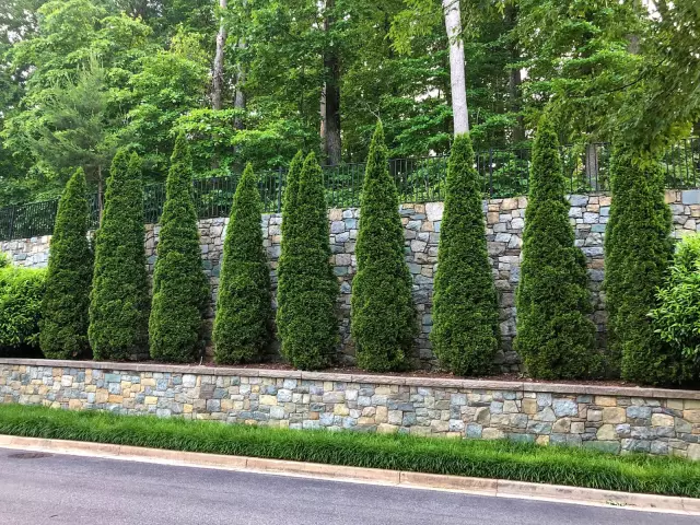Как обрезать глобус Arborvitae