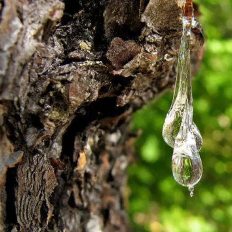 Как удалить Tree Sap из кабриолета