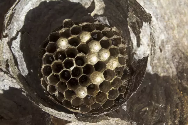 Как удалить Wasp Honeycomb