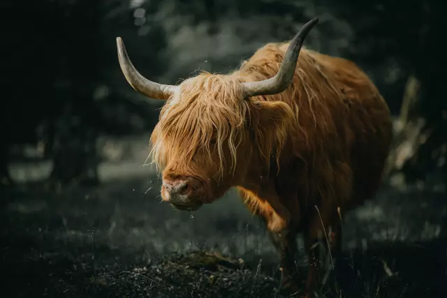 Как отремонтировать косилку Toro переднего колеса