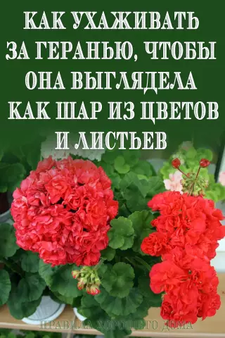 Как оживить Черничный Буш