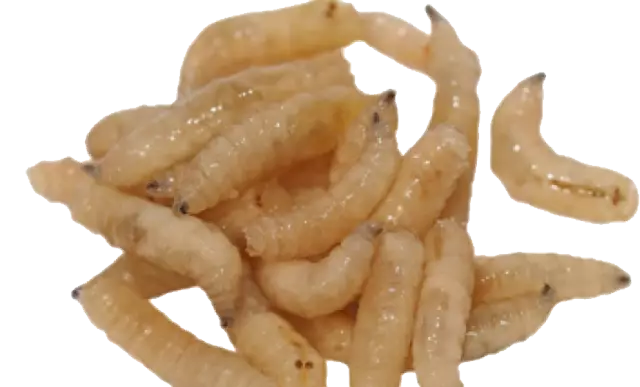 Как остановить сканирование Maggots