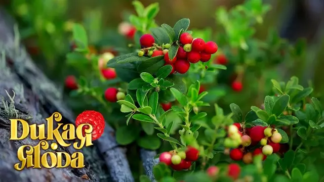 Как сказать, если дикая ягода съедобна или не съедобна?