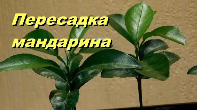 Как пересадить мексиканскую фан-палку