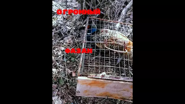 Как ловить ловушку