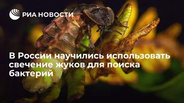 Как использовать черный свет для поиска бактерий в вашем доме