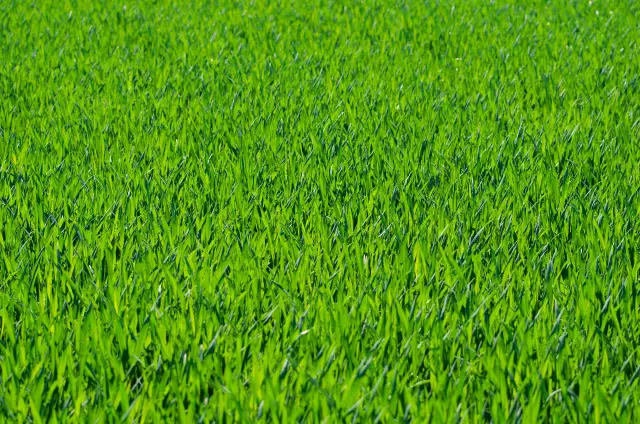 Как использовать убийцу Honcho Grass