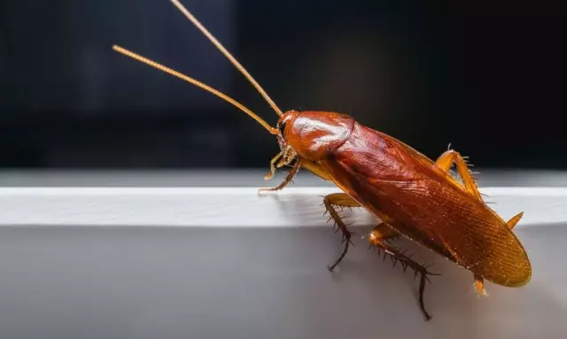 Насекомые, которые живут под скалами