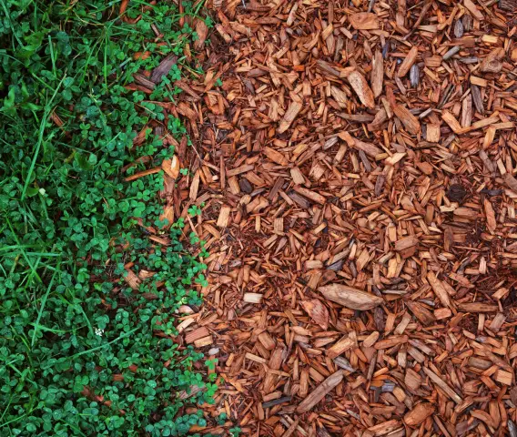 Является ли Cedar Mulch Acidic?