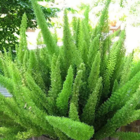 Является ли Foxtail Fern ядовитым для домашних животных?