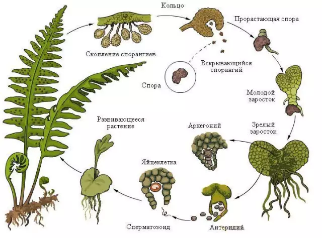 Жизненный цикл черничного буша