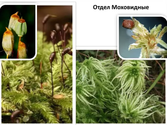 Жизненный цикл растения брокколи
