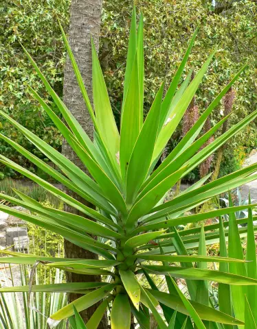 Мой завод Yucca имеет коричневые листья