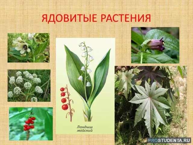 Ядовитые растения в Огайо