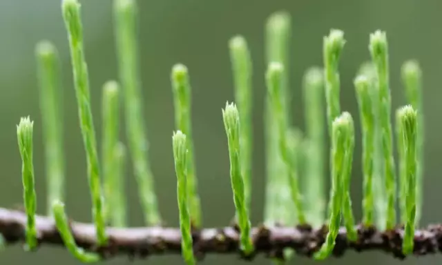Pond Cypress Vs. Лысый кипарис
