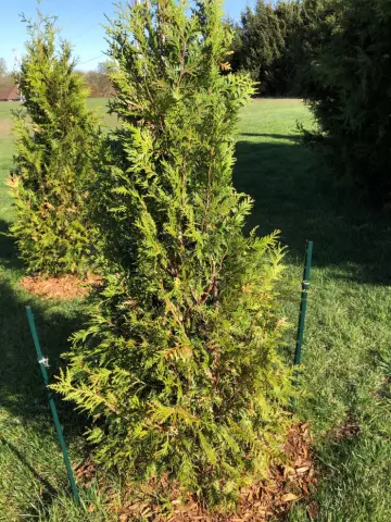 Проблемы с Thuja Giants
