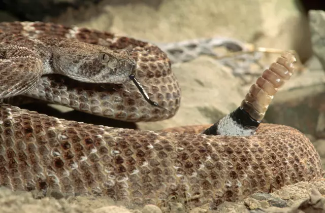 Rattlesnakes & Как Змеиные Доказательства