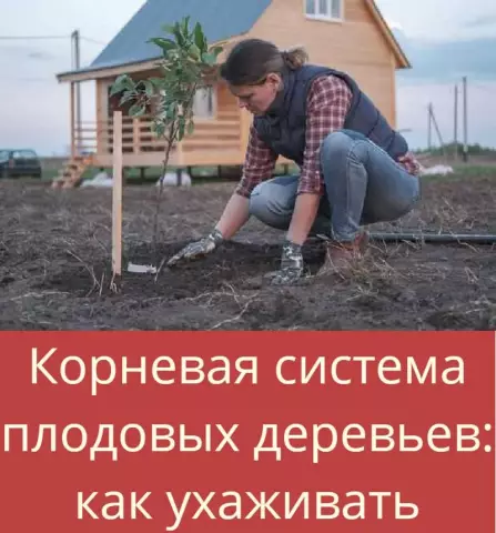 Корневая система деревьев Hemlock