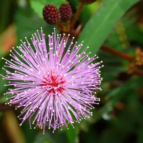 Требования к почве для Mimosa Pudica