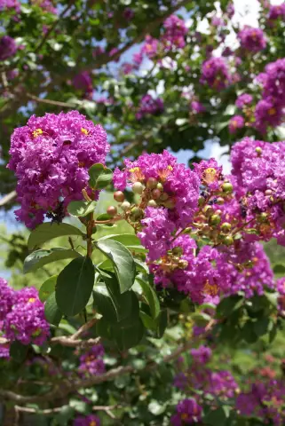 Десять лучших разновидностей Crape Myrtle
