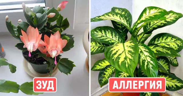 Токсичные японские растения