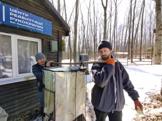 Ограничения на резание деревьев из-за летучих мышей Индианы