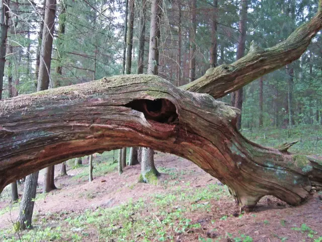 Деревья, похожие на деревья Собаки