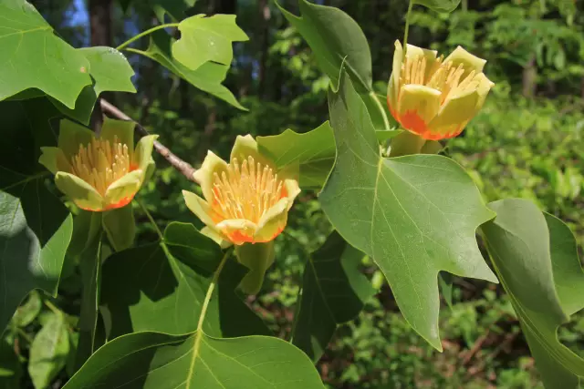 Tulip Tree Vs. магнолия